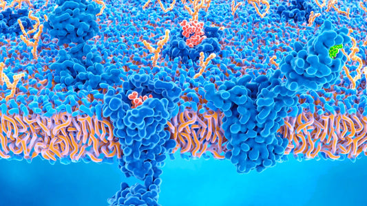 What Is the Endocannabinoid System and How Does BCP Affect It?