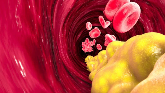 What Is Lipid Accumulation, and How Can Beta-Caryophyllene Potentially Reduce It?