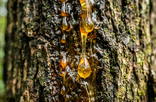 Copaiba Oil: Benefits, Uses, and What the Research Says