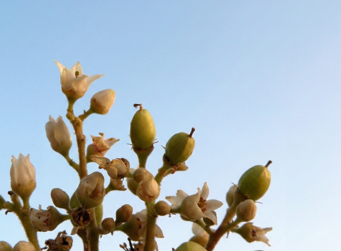 Boswellia Serrata: An Ancient Anti-Inflammatory Remedy You Should Know About