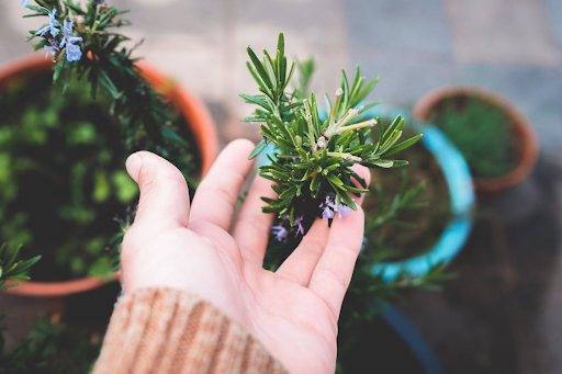 Rosemary Isn’t Just for Roast Potatoes: The Complete Guide to Its Hidden Health Powers