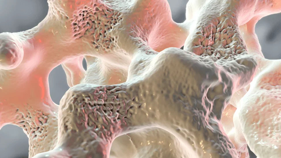 Can Beta-Caryophyllene Help Prevent Osteoporosis?