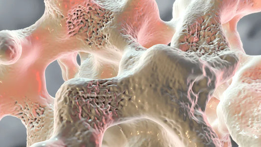 Can Beta-Caryophyllene Help Prevent Osteoporosis?